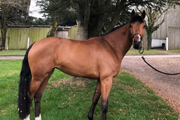 Iliana du Caillou - ph. Haras de Meniljean