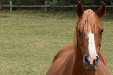 Vicky Meniljean - ph. Poney As