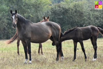Balina Meniljean - ph. Poney As
