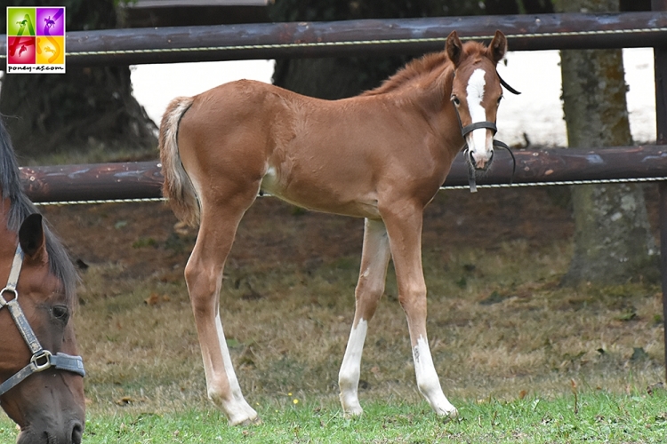 Jolie Bulle Meniljean - ph. Poney As