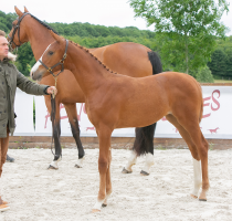 Sélection foals - Fences 2020