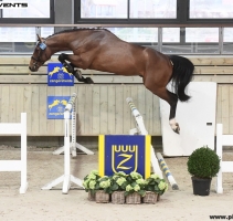 Qualification étalon - Zanghersheide