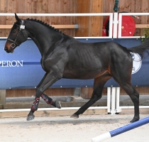Icare Meniljean (UNTOUCHABLE x Quick Star)